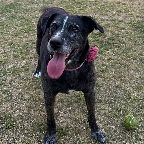 Meet your Posher, Angela - Picture 1 of 1